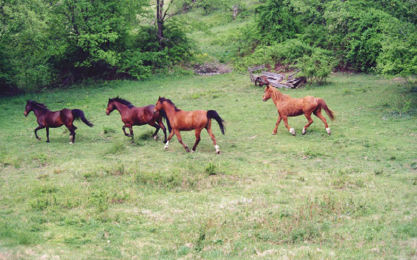 Horses Running