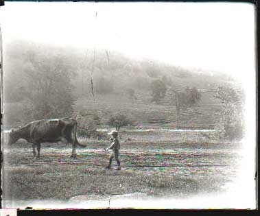 Fletcher and old cow