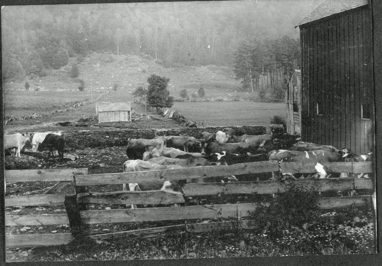 Cows in the Barnyard