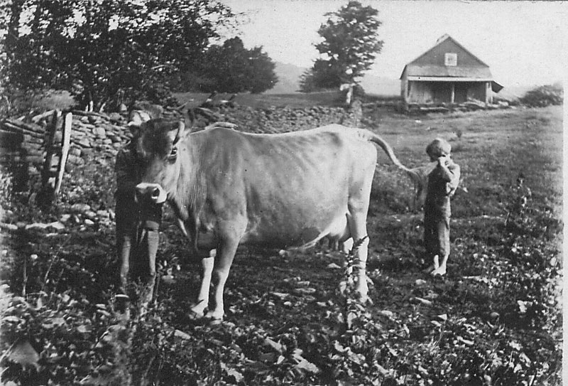 Cow
