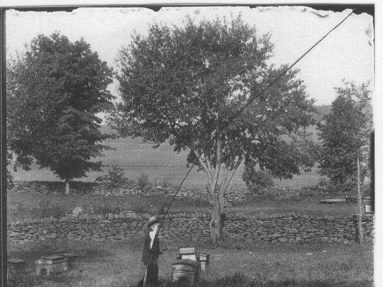 Tending Beehives