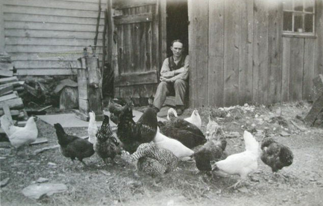 Chickens