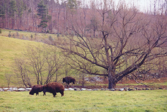 Along East Brook Road
